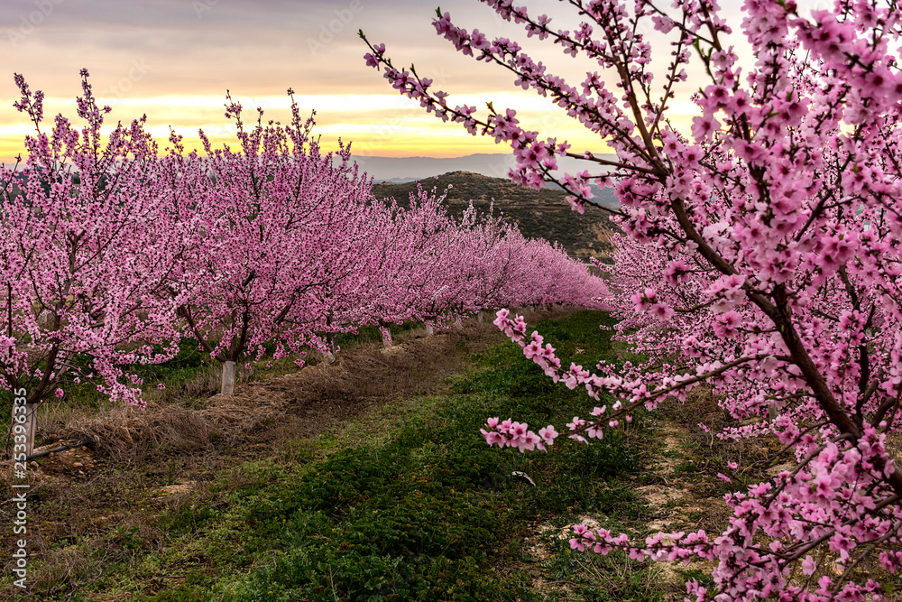 Peach tree in bloom, with pink flowers at sunrise. Aitona. Agriculture. Peach tree in bloom, with pink flowers at sunrise. Aitona. Agriculture.