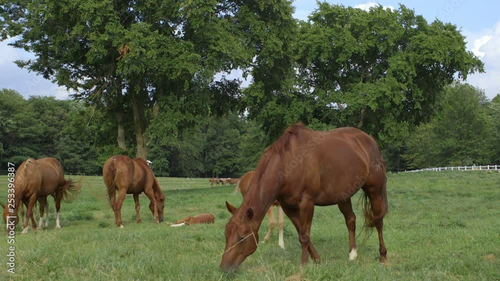 young colts and mares graze in a field on a farm in the midwest young colts and mares graze in a field on a farm in the midwest
