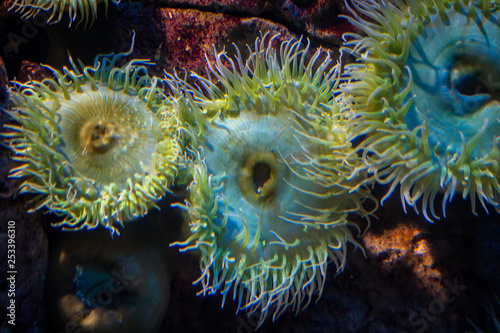 An sea anemone, underwater life, nature