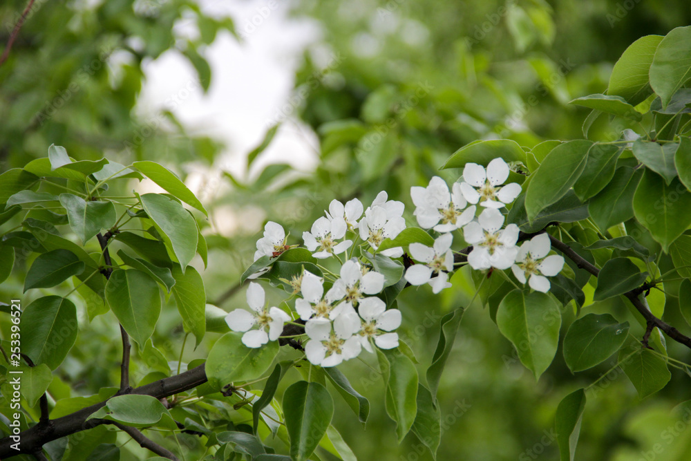Blooming apple tree in spring time and sky on background. Close up macro shot of white flowers