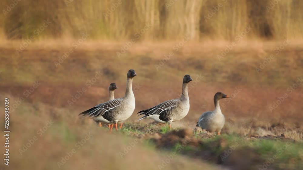 Bean goose (Anser fabilis) breeding in the field Northern Europe Bean goose (Anser fabilis) breeding in the field Northern Europe