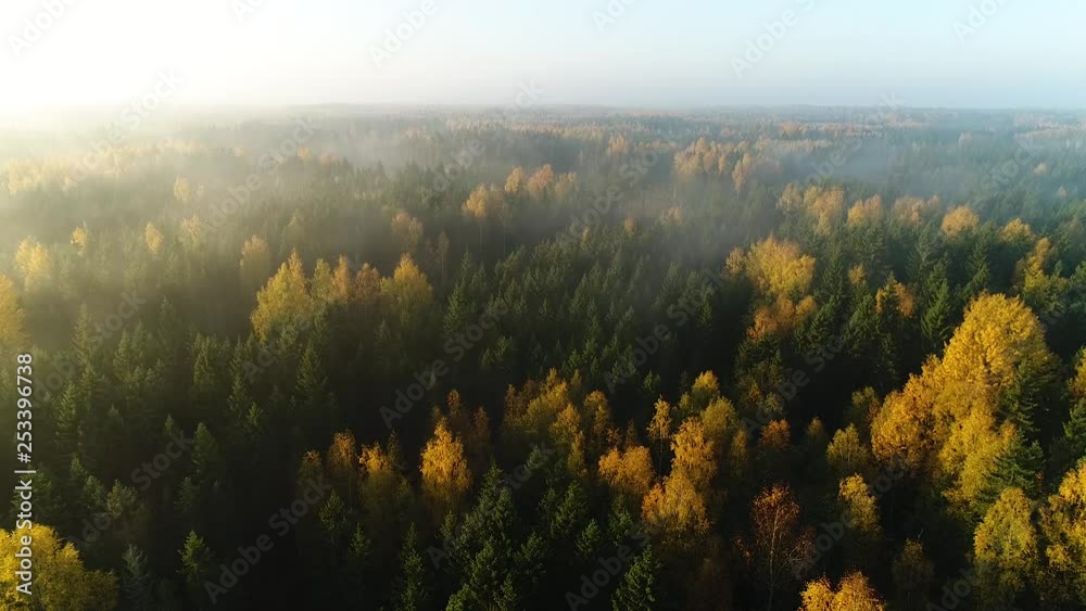 Seasonal forest aerial view in fall and early morning sunlight with fog Seasonal forest aerial view in fall and early morning sunlight with fog
