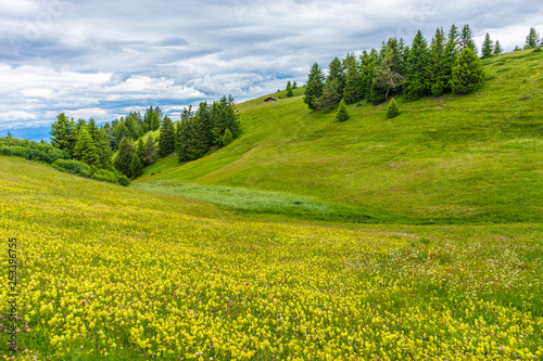 Alpe di Siusi  Seiser Alm with Sassolungo Langkofel Dolomite  a close up of a lush green field