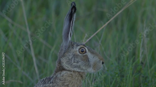 Wild hare running and eating on the road slow motion with big eyes photo