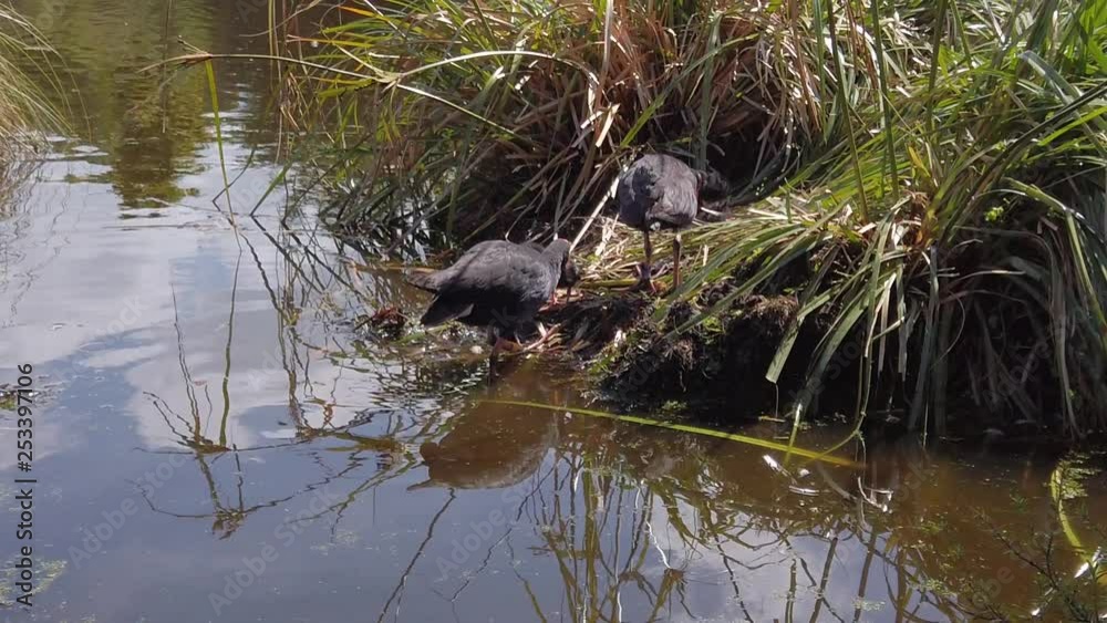 Slow motion nesting Pukeko in Nga Manu nature reserve Slow motion nesting Pukeko in Nga Manu nature reserve