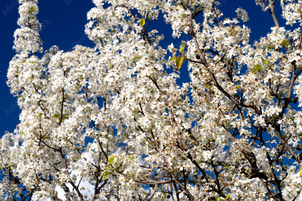 Dogwood tree blossoms on a beautiful spring day Dogwood tree blossoms on a beautiful spring day