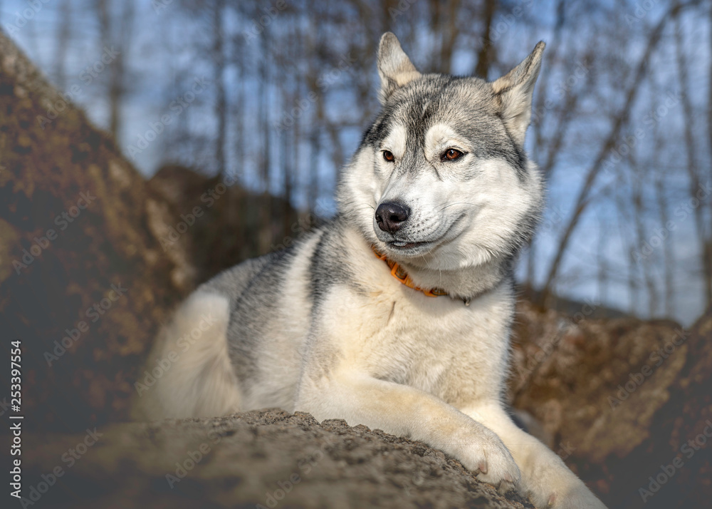 Sibirien Husky