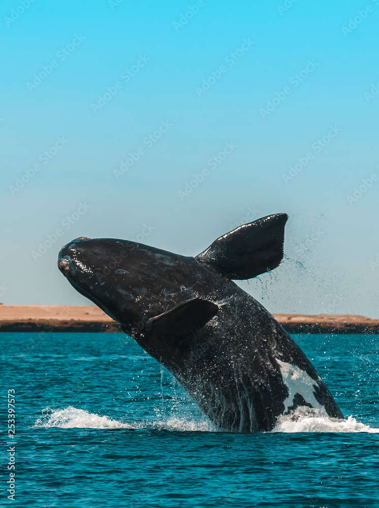 Fototapeta premium Whale jumping in Peninsula Valdes,, Patagonia, Argentina