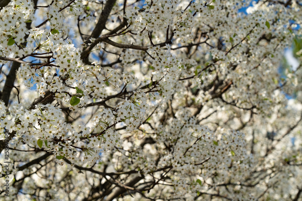 Dogwood tree blossoms on a beautiful spring day Dogwood tree blossoms on a beautiful spring day