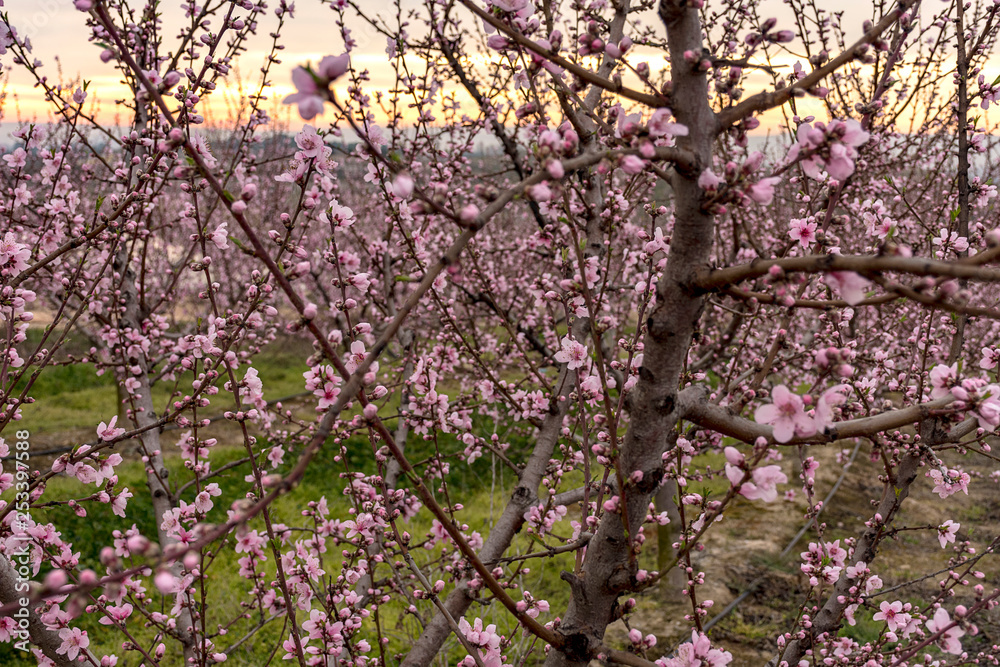Peach tree in bloom, with pink flowers at sunrise. Aitona. Agriculture. Peach tree in bloom, with pink flowers at sunrise. Aitona. Agriculture.