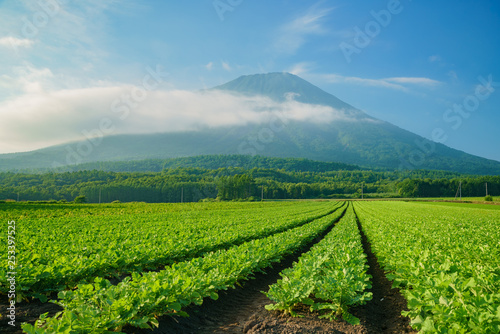 The beautiful Mount Yotei with vegtable farm