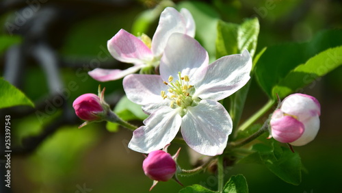 Apfelblüte in Südtirol