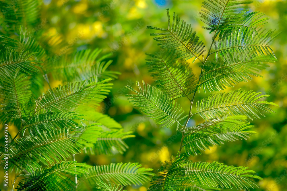 Yellow mimosa blooming tree. Spring blossom concept. Yellow mimosa blooming tree. Spring blossom concept.