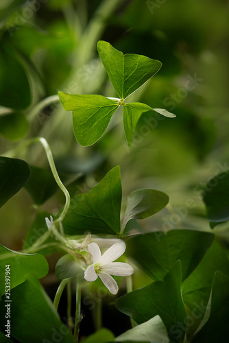 Shamrock - Irish Clover 