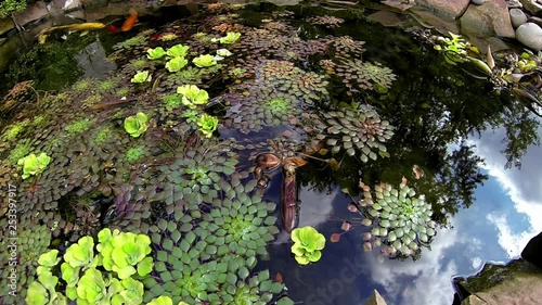 Wide angle view of pond with koi and freshwater aquatic plants, including the mosaic plant, Ludwigia sedioides. photo