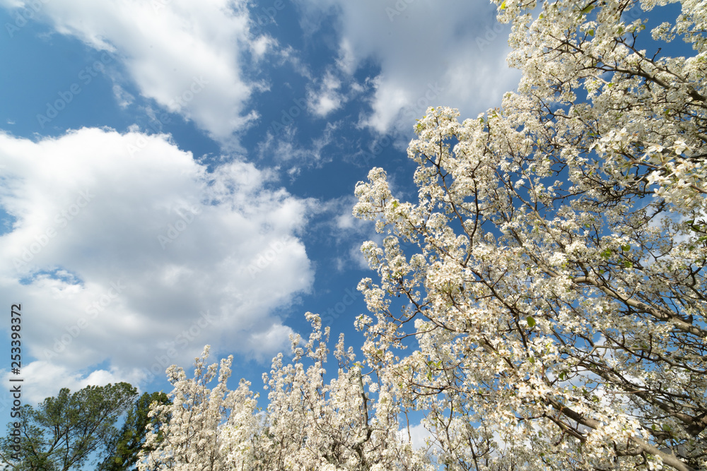 Blooming Dogwood tree on a beautiful, clear, sunny, spring day Blooming Dogwood tree on a beautiful, clear, sunny, spring day