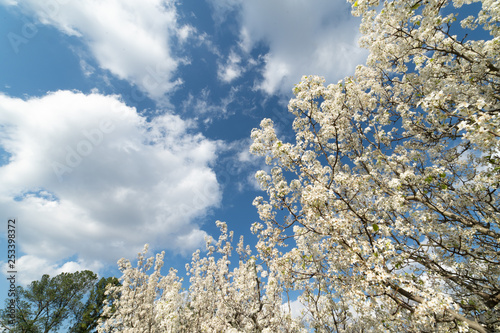 Blooming Dogwood tree on a beautiful, clear, sunny, spring day