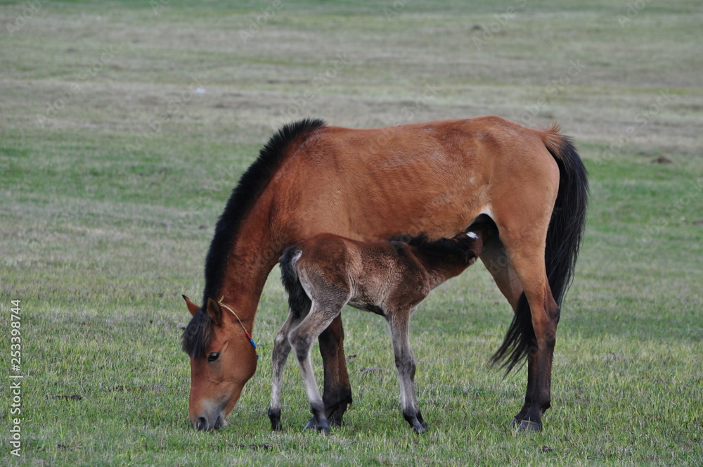 mare and foal mare and foal