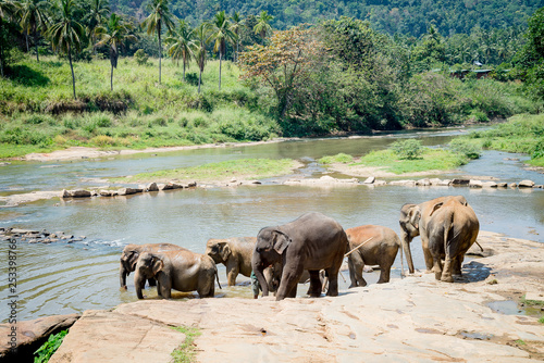 Morning shower of elephants
