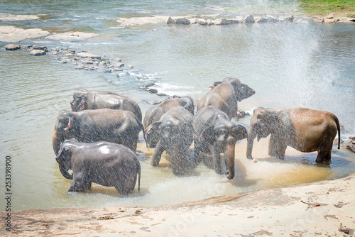 Photography Morning shower of elephants