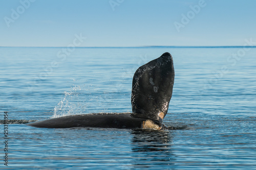 Whale pectoral fin, Peninsula Valdes,, Patagonia, Argentina
