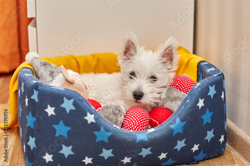 Portrait of puppy West Highland White Terrier lying on the dogs bed.