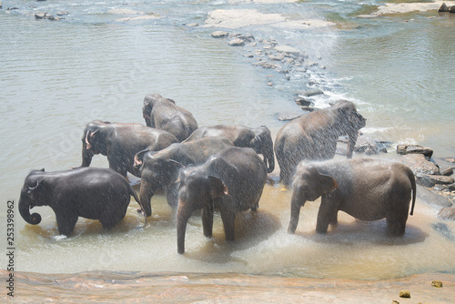 Photography Morning shower of elephants