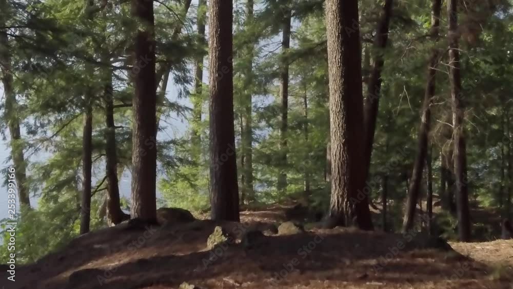 Cinematic camera movement in the beautiful Quebec forest, the camera tilts up to reveal the sun lit pine trees Cinematic camera movement in the beautiful Quebec forest, the camera tilts up to reveal the sun lit pine trees
