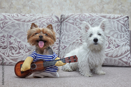 Two Dogs Yorkshire terrier and puppy west highland white terrier which plays guitar. ukulele.