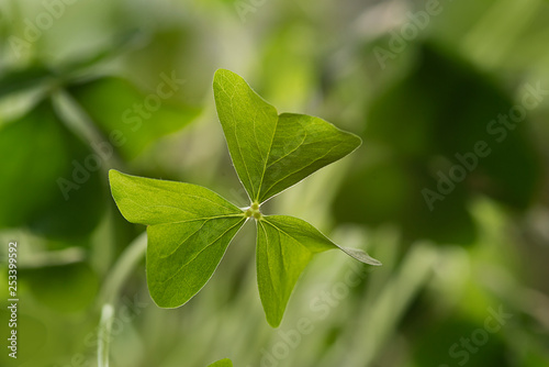 Shamrock-Irish Clover