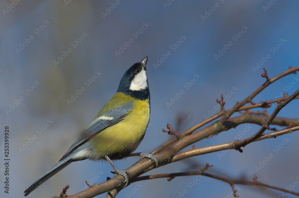 Naklejka premium Prosto do nieba