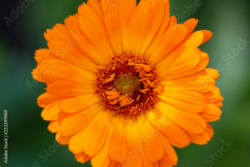 orange flower on green background