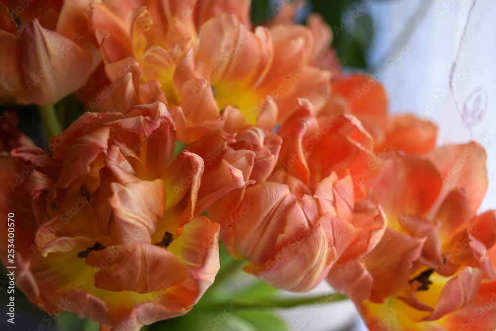 bouquet of tulips, tulip flower, tulips,tulip  bouquet, tulip bunch, centerpiece, flower, orange, spring, tulip, nature, red, yellow, garden, flowers, tulips, plant, green, blossom, bloom, beautiful, 