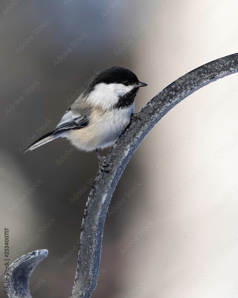 Fototapeta premium Black-capped Chickadee