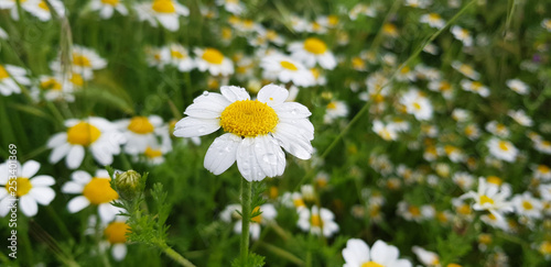 daisy flower detail with dew drops on its white petals on a background of green leaves and other daisy flowers.