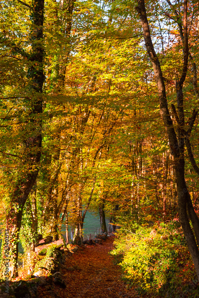Forêt d'automne
