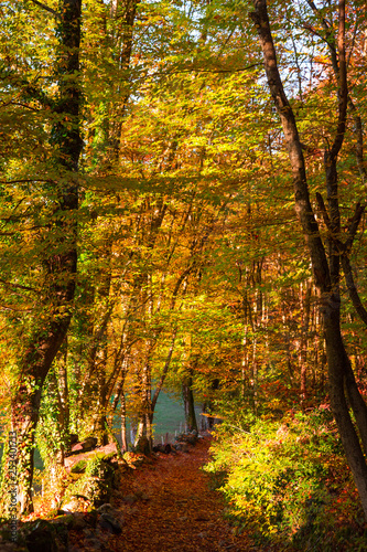 Forêt d'automne