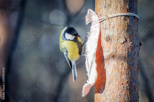 Fotografie hungry wild bird titmouse on a tree in spring forest