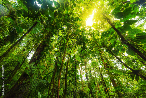 Fototapeta Naklejka Na Ścianę i Meble -  Tall green trees in Basse Terre jungle in Guadeloupe