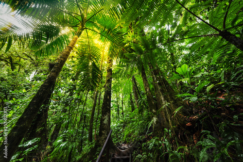 Fototapeta Naklejka Na Ścianę i Meble -  Lush vegetation in Basse Terre jungle in Guadeloupe