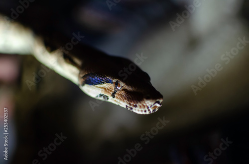 Boa constrictor imperator normal. Exotic animals in the human environment. Snake on a dark background.