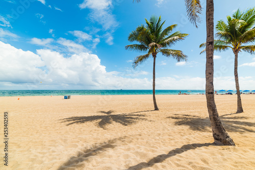Fototapeta Naklejka Na Ścianę i Meble -  Palm trees and white sand in Fort Lauderdale shore