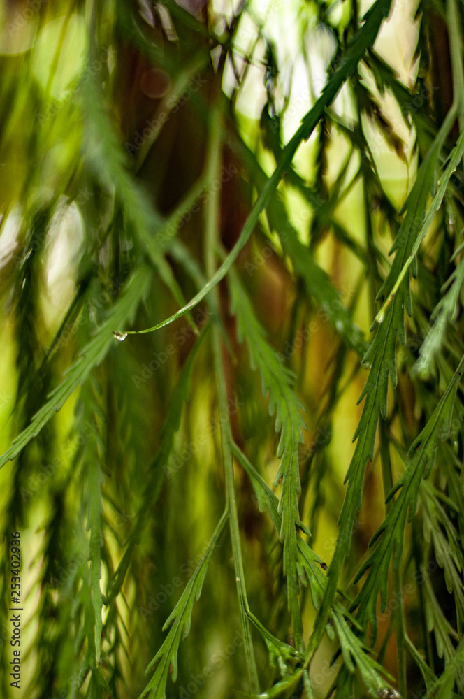 Close-up Fern Foliage in Redwood Forest near Rotorua, New Zealand Close-up Fern Foliage in Redwood Forest near Rotorua, New Zealand