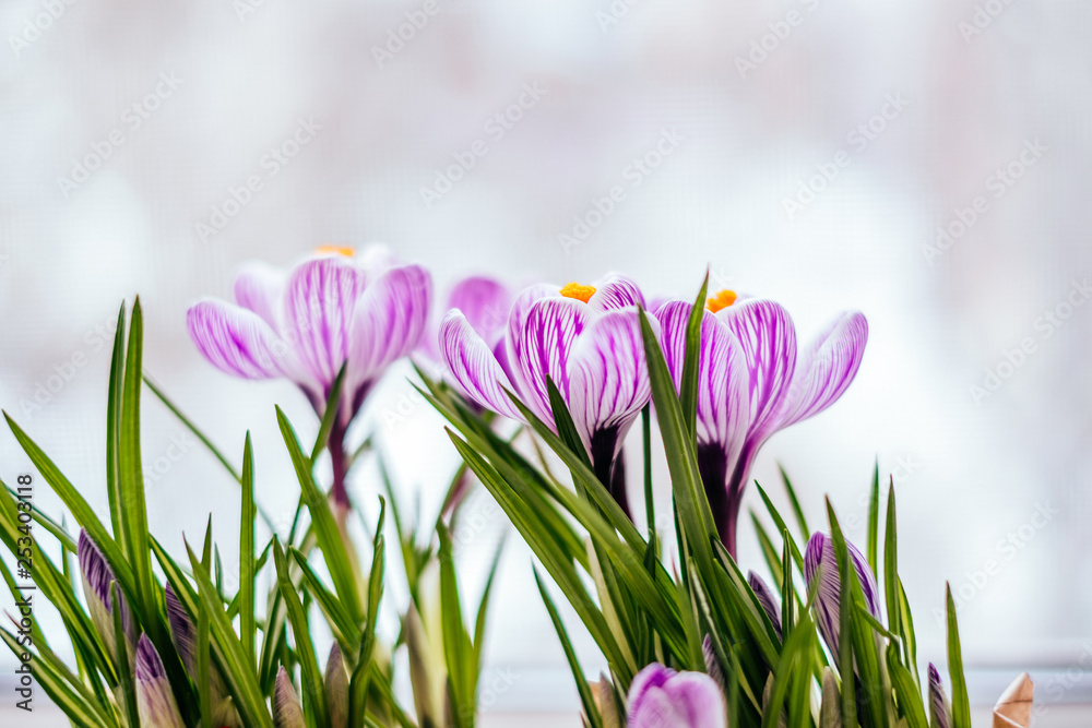 Violet Crocus flowers on the white window sill background. Spring concept. Violet Crocus flowers on the white window sill background. Spring concept.