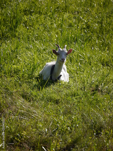 Fototapeta Naklejka Na Ścianę i Meble -  zwierze koza pasie się na zielonej łące