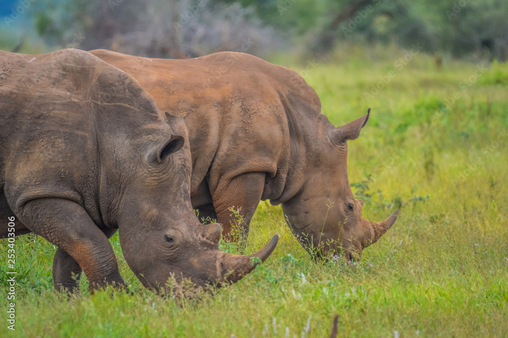 Obraz premium A cute male bull white Rhino in Kruger National Park