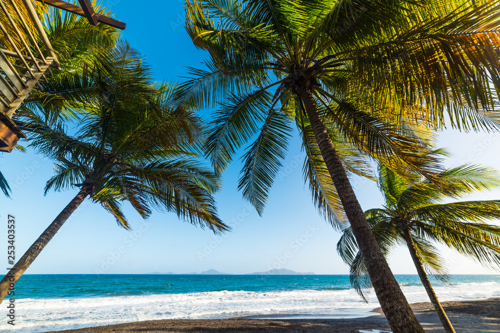 Palm trees and dark sand in Grande Anse beach in Guadeloupe