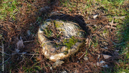 Baumstumpf, abgesägter Baum, siehrt aus wie ein Herz, mit Moos bewachsen und überwuchert photo