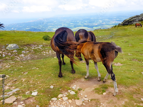 horse mare of the pottoka breed with her young. On Mount Larun, border Spain and France.