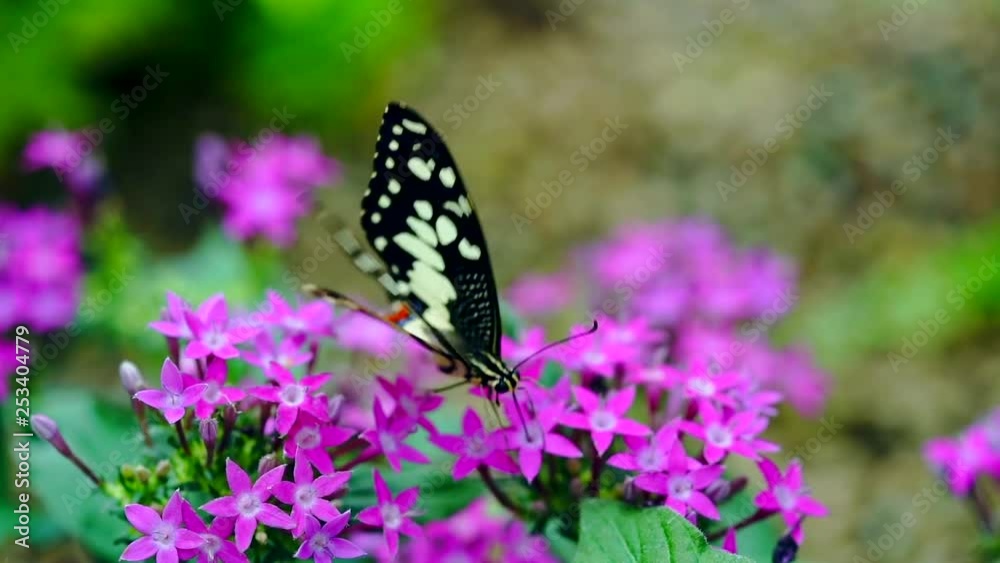 butterfly eat nectar slow-motion butterfly eat nectar slow-motion